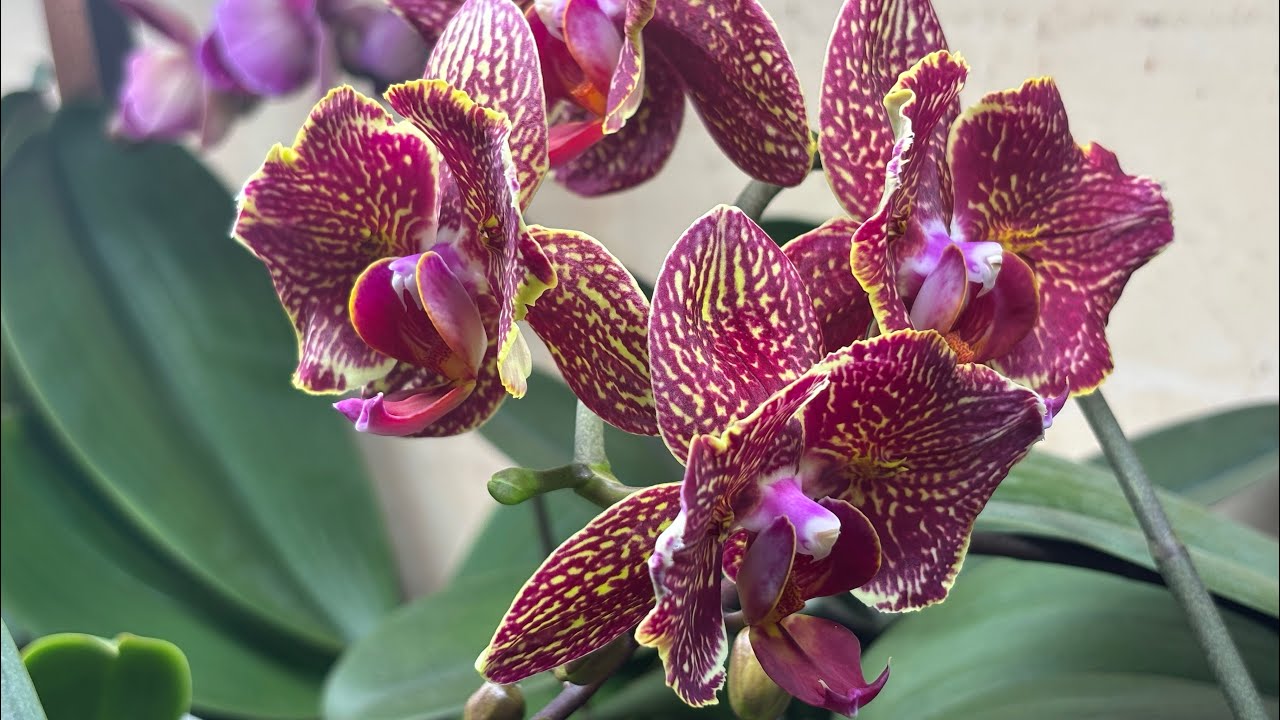 Сніг, ожеледиця, генератор🫣і орхідеї 🌸🌺