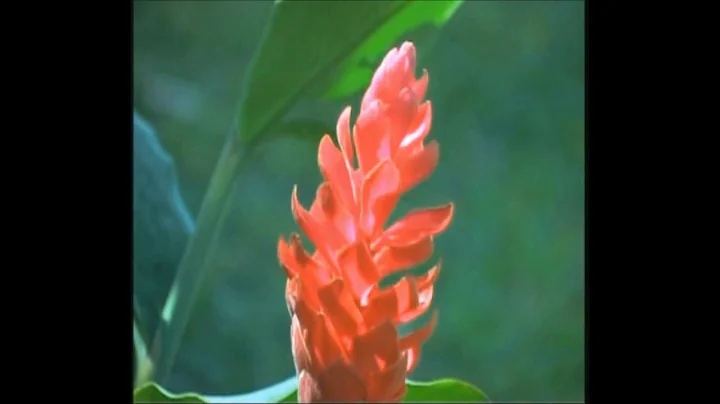 Villaggi Flor de Pacifico - Costa Rica