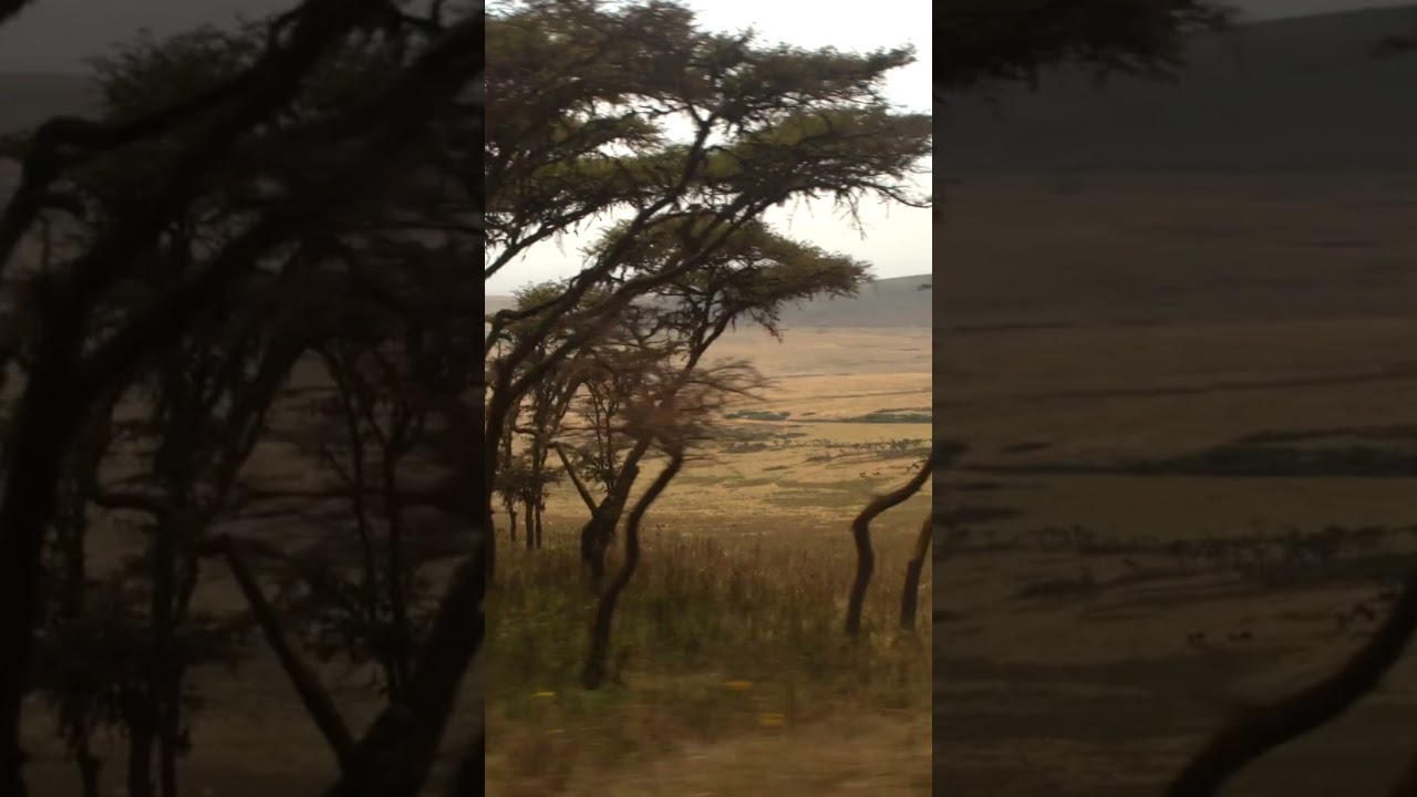 The African Savannah is Breathtaking! 😍