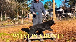 SHOWING MY 90lb 4 YEAR OLD RUNT ROTTWEILER. WHAT IS A RUNT?