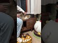 Esse Gatinho Fofo se Recusou Voltar para Casa 😻❤️