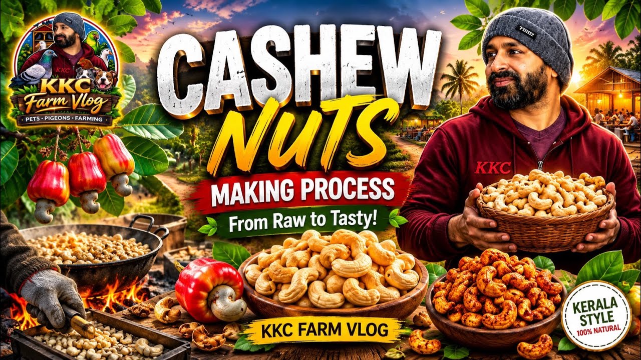 Cashew Nuts Making Process | കശുവണ്ടി തയ്യാറാക്കുന്ന വിധം - YouTube