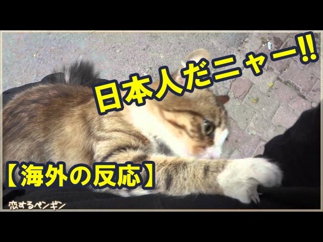 海外の反応 中国人には絶対に近づかないトルコの猫 が 日本人だと 日本好き外国人 Youtube 海外の反応 中国人には絶対に近づかないトルコの猫 が 日本人だと 日本好き外国人 Youtube