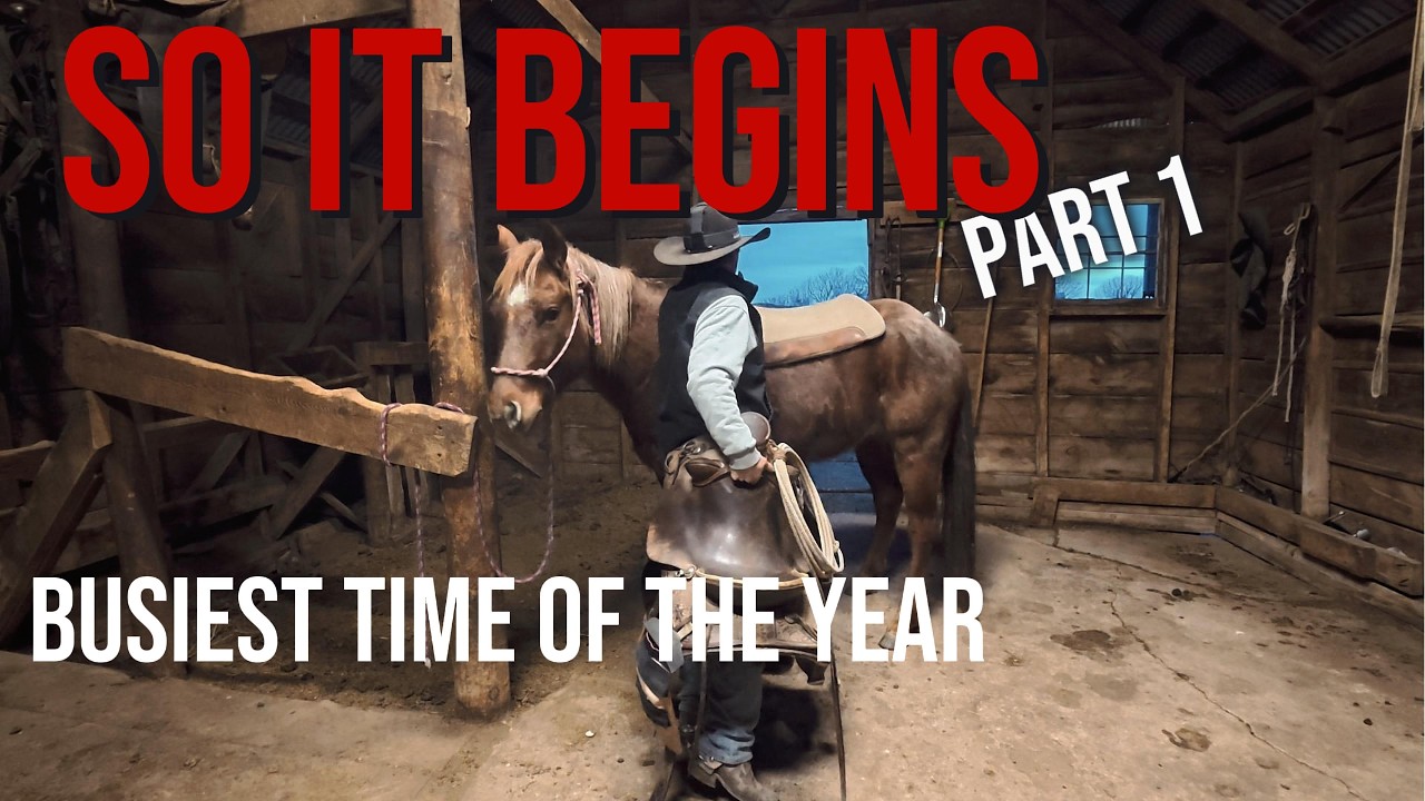 First Day of Calving Season - Pt. 1 “The Morning Chaos”