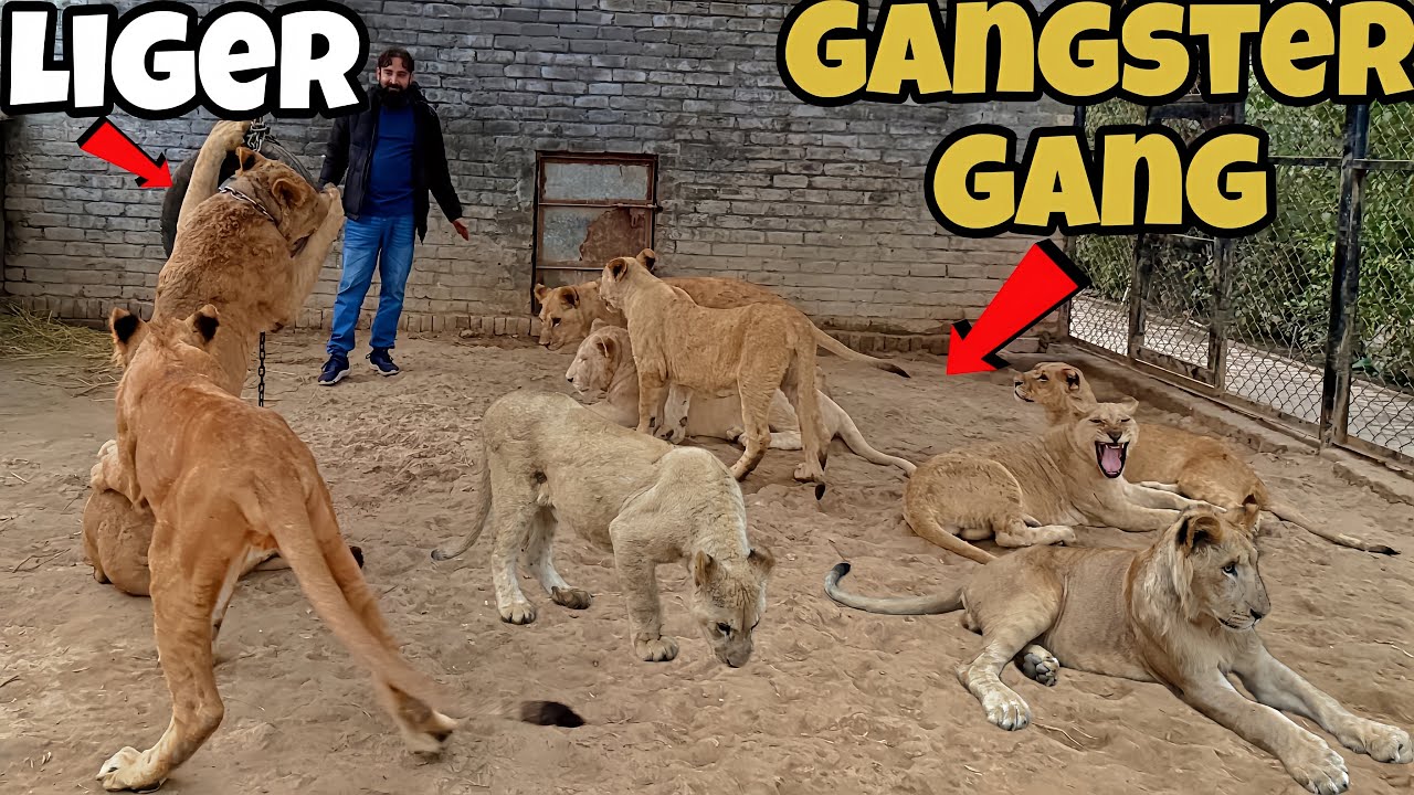 Gangster Gang Nay Liger Par Hamla Kar Diya 🦁😲😱