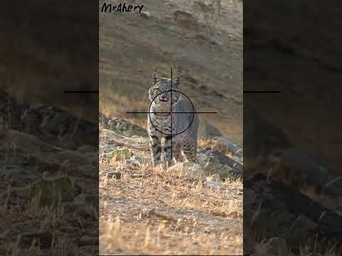 Hunting Wild Bob Cat | Scope Cam | Rifle Kil Shot | MrAhery #021