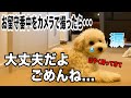 お留守番中の子犬達を盗撮したら大泣きで即強制帰宅しました...