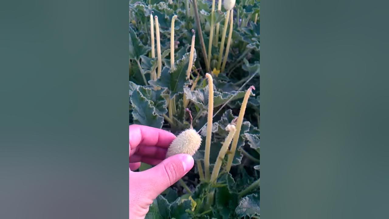 the plant that spit seeds YouTube