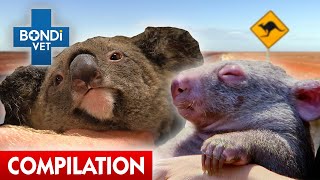 Aussie Animals in Trouble  | Bondi Vet Compilation | Bondi Vet