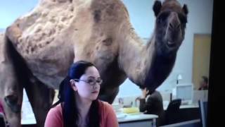 Geico hump day commercial. Hilarious! Hump day!!