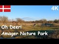 【 4K 】🇩🇰  Copenhagen nature at Amager Nature Park ft. deer | 哥本哈根附近Amager 自然公園發現鹿群