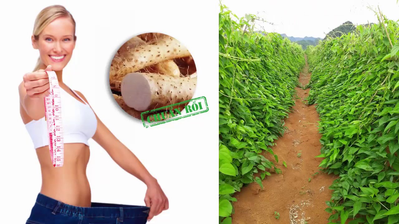 Những CÔNG DỤNG QUÝ không ngờ của CỦ MÀI (HOÀI SƠN) - Cây thuốc Việt Nam
