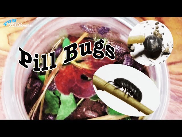 Pill Bugs Observation for Kids　　~団子虫の観察~