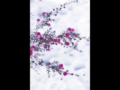育つという事　朗読　pain