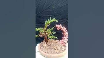 how to make Juniper rocks style bonsai tree #shortvideo