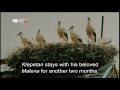 A stork love story