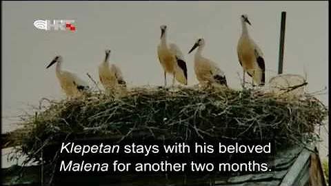 A stork love story - DayDayNews