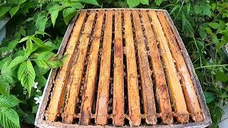 Putting honey supers on the bee hives and collecting a little honey