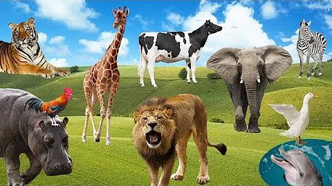 Cute Farm Animals: Sheep, Goat, Cow, Chicken, Rabbit, Pig, Duck, Buffalo, Dog, Parrot - Animal Video