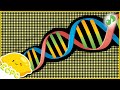 DNA Song | ECPC - Nursery Rhymes Education & More @ECPC4U