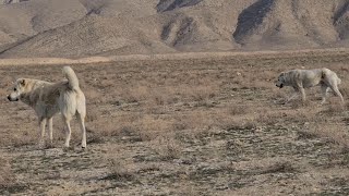 приотарные собаки Туркмения! Туркменский Волкодав - Aboriginal Dog Alabai