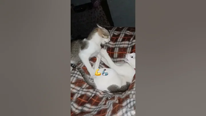 Video 6799971: kitten russian, lovely russian