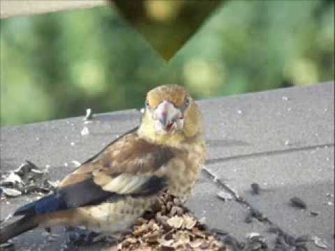 Wideo: Ptaki Z Genome10K