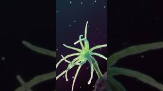 Food Catching By Hydra 🧐|| Science Ki Atma