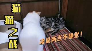 凌晨2点猫咪不睡觉疯狂打架主人都拉不住看完心疼铲屎官三秒