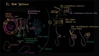 İç Zar Endomembran Sistemi Biyoloji Hücrenin Yapısı