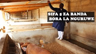 DARASA LA UFUGAJI BORA WA NGURUWE |SIFA 5 ZA BANDA BORA LA NGURUWE|