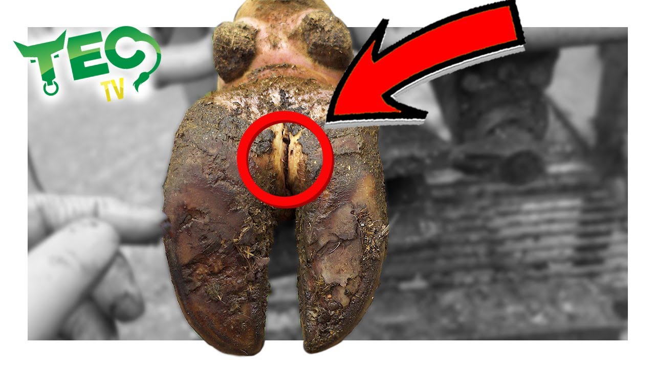 SWOLLEN INFECTION in this COW'S FOOT YouTube