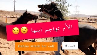 الأم تهاجم أبنها !!! دهماء 😶 ايش السبب ؟!