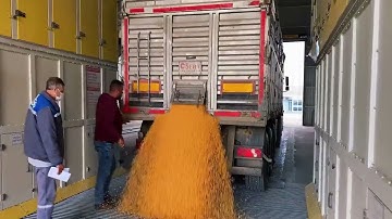 Grain Truck: Time-Saving & Efficient Unloading 🚛🌾 || 🌐 1008 Wonders