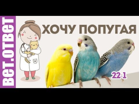 Секс балақай