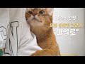세상 달달한 고양이 "마일로" 한테 마며들었다... | 최근 구독자들을 위한 애교 레전드 영상들