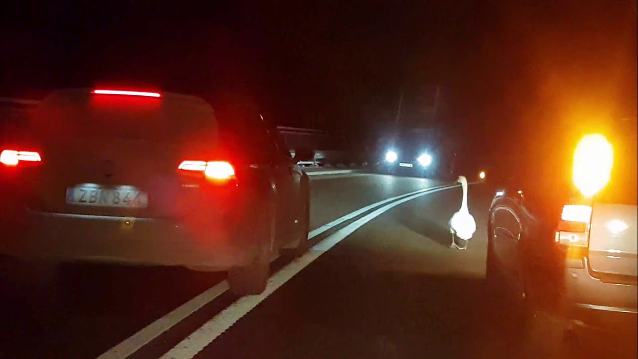 Svan orsakade trafikstopp vid Tjörnbron - Fick poliseskort över