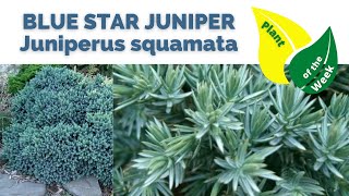 Blue Star Juniper | Juniperus squamata | Plant of the Week screenshot 4
