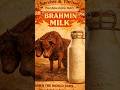 WastelandFM-Brahmin, Two Heads, Same Job