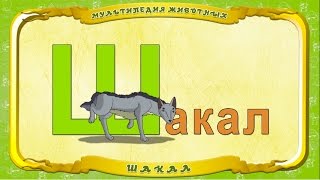 Мультипедия Животных. Буква Ш - Шакал