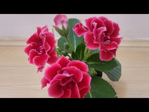 Video: Knölig Begonia, Plantering I En Blomsterträdgård Och Vård