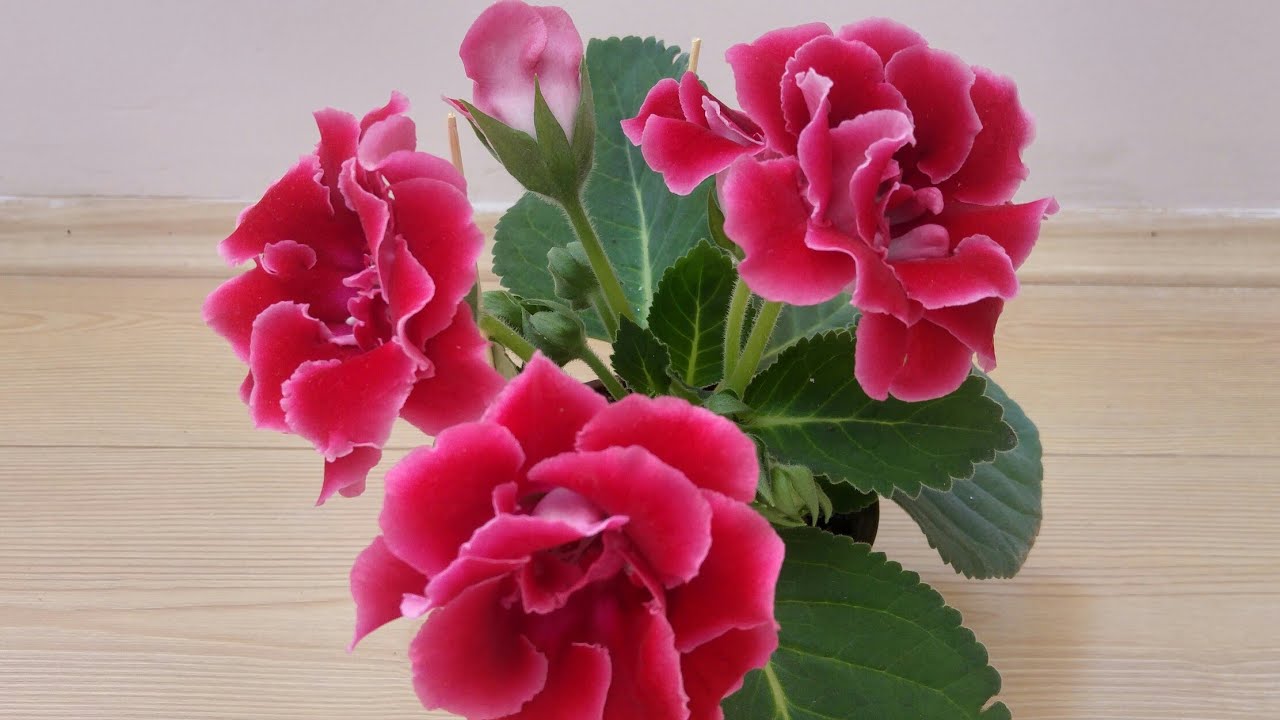 GLOXINYA - ЧАШКА VIOLET CARE