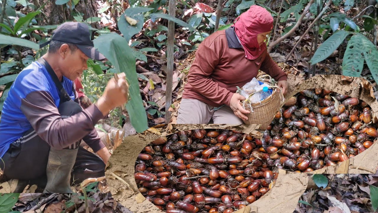 เข้าป่าสายๆหาคุ้ยแมงจินูนตามหลุมเดิมที่ฝังกลบไว้รอบนี้หมานแบบไม่เหนื่อยเกือบครึ่งตะกร้า 31/มีค/68