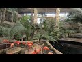 Pink Flamingos at Dallas World Aquarium