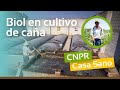 Biol en cultivo de Caña - Albergue Casa Sano