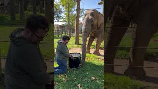 Adorable Elephant Learns to Play Drums! 🐘🥁