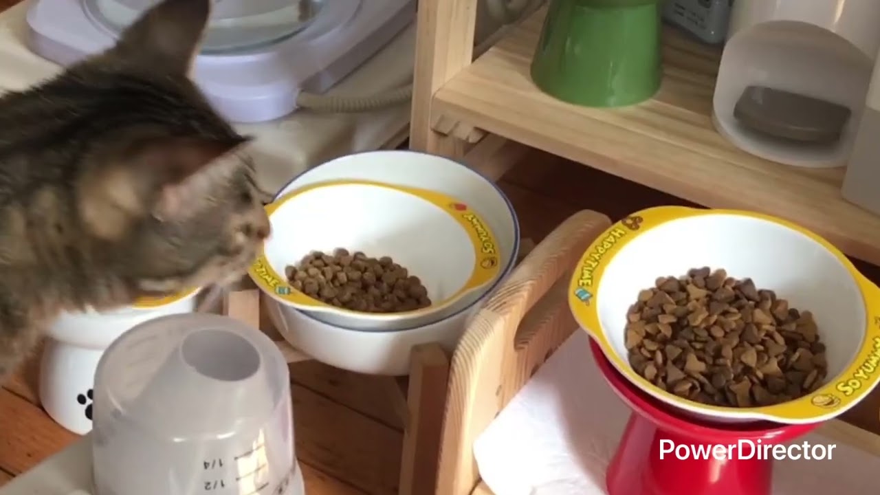 🐱 膀胱炎ケアを始めました｜ロイヤルカナン ユリナリーと猫たちの日向ぼっこ