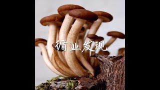 201505 循业发现31137