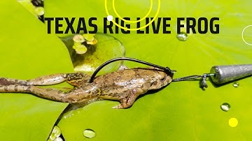 cách móc mồi nhái câu cá lóc không bị xoay - texas rig live frog