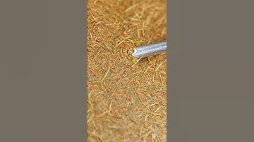 Immersive Macro Kiwi: ASMR  Experience